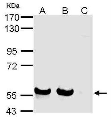 Western Blot: Siglec-7/CD328 Antibody [NBP2-20359]