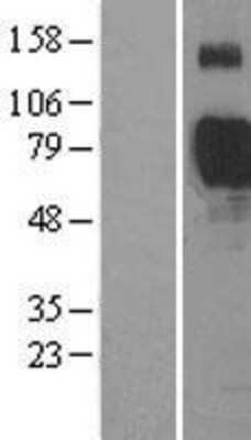 Western Blot: Siglec-7/CD328 Overexpression Lysate [NBL1-15962]