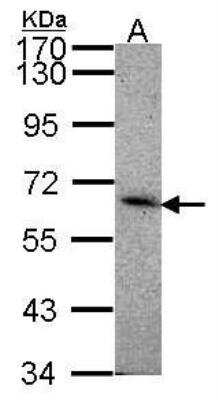 Western Blot: Siglec-8 Antibody [NBP1-31141]