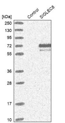 Western Blot: Siglec-8 Antibody [NBP1-82666]