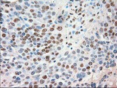 Immunohistochemistry-Paraffin: Siglec-9 Antibody (OTI1D9) [NBP1-47969]