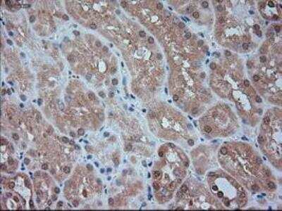 Immunohistochemistry-Paraffin: Siglec-9 Antibody (OTI1D9) [NBP1-47969]