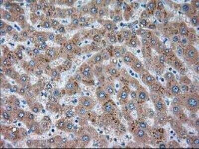 Immunohistochemistry-Paraffin: Siglec-9 Antibody (OTI1D9) [NBP1-47969]