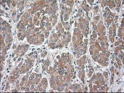 Immunohistochemistry-Paraffin: Siglec-9 Antibody (OTI1D9) [NBP1-47969]