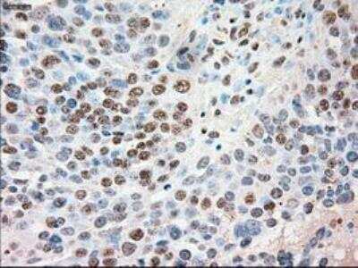 Immunohistochemistry-Paraffin: Siglec-9 Antibody (OTI1D9) [NBP1-47969]