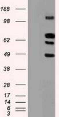 Western Blot: Siglec-9 Antibody (OTI1D9) [NBP1-47969]
