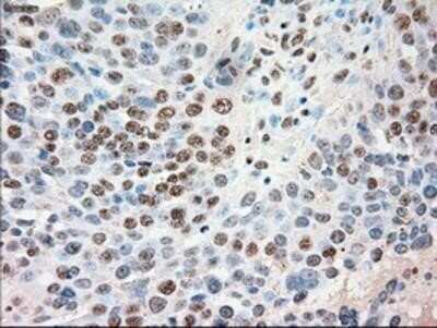 Immunohistochemistry: Siglec-9 Antibody (OTI1D9) - Azide and BSA Free [NBP2-74189]