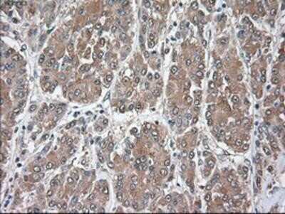 Immunohistochemistry: Siglec-9 Antibody (OTI1D9) - Azide and BSA Free [NBP2-74189]