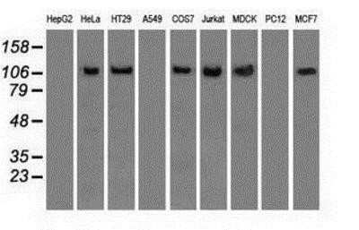 Western Blot: Siglec-9 Antibody (OTI1D9)Azide and BSA Free [NBP2-74189]