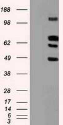 Western Blot: Siglec-9 Antibody (OTI1D9)Azide and BSA Free [NBP2-74189]