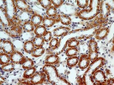 Immunohistochemistry-Paraffin: Siglec-H Antibody (23M14A10) - BSA Free [NBP2-27061]