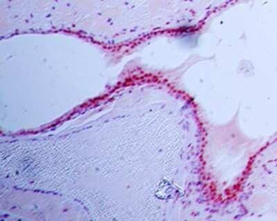 Immunohistochemistry-Paraffin: Siglec-H Antibody (23M14A10) - BSA Free [NBP2-27061]