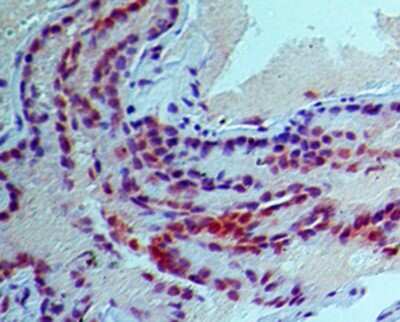Immunohistochemistry-Paraffin: Siglec-H Antibody (23M14A10) - BSA Free [NBP2-27061]