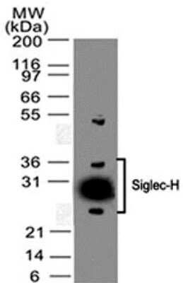 Western Blot: Siglec-H Antibody (23M14A10)BSA Free [NBP2-27061]