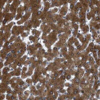 Immunohistochemistry-Paraffin: Sigma-1 R/OPRS1 Antibody [NBP1-82479]