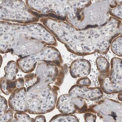 Immunohistochemistry-Paraffin: Sigma-1 R/OPRS1 Antibody [NBP1-82480]