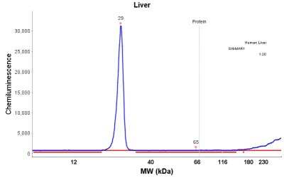 Simple Western: Sigma-1 R/OPRS1 Antibody [NBP1-82479]