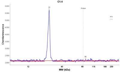 Simple Western: Sigma-1 R/OPRS1 Antibody [NBP1-82479]