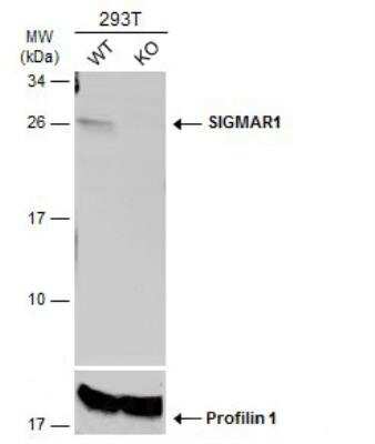 Western Blot: Sigma-1 R/OPRS1 Antibody [NBP2-19628]