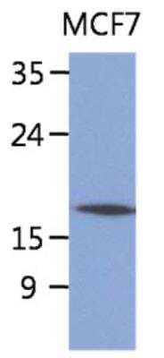 Western Blot: Signal sequence receptor delta Antibody (26G5)BSA Free [NBP2-42656]