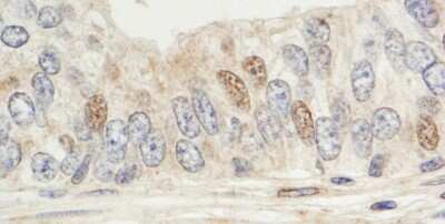 Immunohistochemistry-Paraffin: Sin1/MAPKAP1 Antibody [NB110-40424]