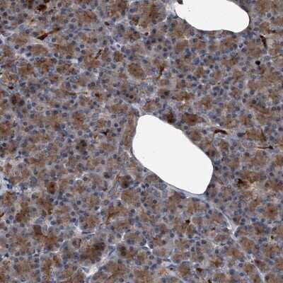 Immunohistochemistry-Paraffin: Sin1/MAPKAP1 Antibody [NBP1-89569]