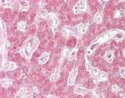 Immunohistochemistry-Paraffin: Sin1/MAPKAP1 Antibody [NBP2-24523]