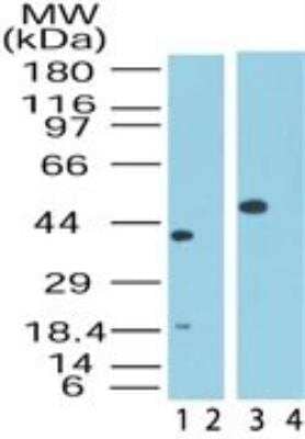 Western Blot: Sin1/MAPKAP1 Antibody [NB100-56482]