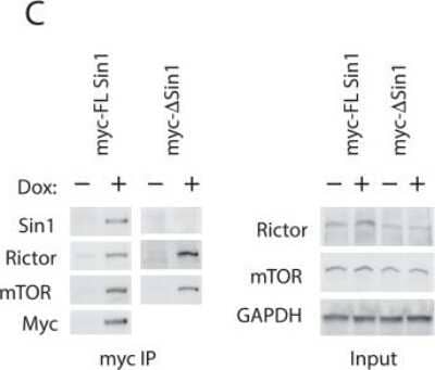 Western Blot: Sin1/MAPKAP1 Antibody [NB110-40424]