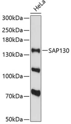 Western Blot: Sin3A-associated protein AntibodyAzide and BSA Free [NBP2-94748]