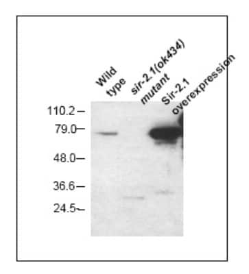 Western Blot: Sir2.1 Antibody [NB100-1923]