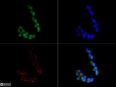 Immunocytochemistry/ Immunofluorescence: Sirtuin 1/SIRT1 Antibody (1F3) - Azide and BSA Free [NBP2-80949]