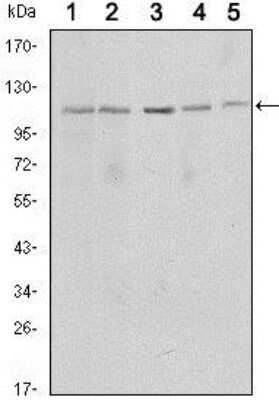 Western Blot: Sirtuin 1/SIRT1 Antibody (1F3)Azide and BSA Free [NBP2-80949]