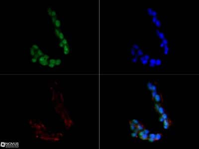 Immunocytochemistry/ Immunofluorescence: Sirtuin 1/SIRT1 Antibody (1F3) - BSA Free [NBP1-51641]