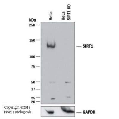 Knockout Validated: Sirtuin 1/SIRT1 Antibody [NBP1-49540]