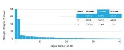 Protein Array: Sirtuin 1/SIRT1 Antibody (PCRP-SIRT1-1E11) - Azide and BSA Free [NBP3-14290]