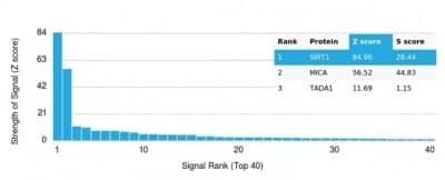 Protein Array: Sirtuin 1/SIRT1 Antibody (PCRP-SIRT1-1E11) [NBP3-13916]
