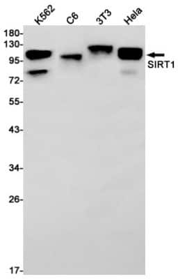 Western Blot: Sirtuin 1/SIRT1 Antibody (S06-4K9) [NBP3-14881]