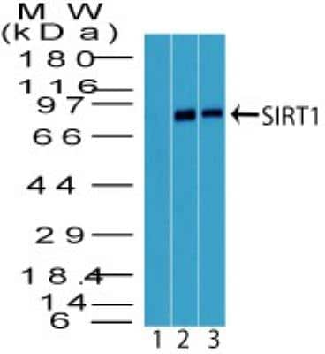 Western Blot: Sirtuin 1/SIRT1 Antibody [NBP2-27205]