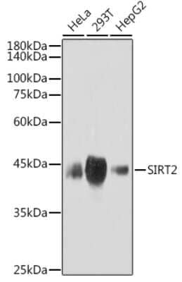 Western Blot: Sirtuin 2/SIRT2 Antibody (1E1U3) [NBP3-16301]