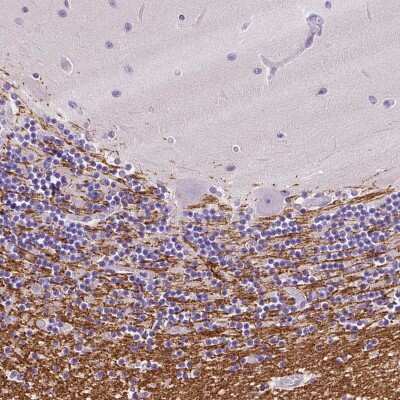 Immunohistochemistry-Paraffin: Sirtuin 2/SIRT2 Antibody [NBP1-87039]