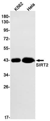 Western Blot: Sirtuin 2/SIRT2 Antibody (S06-8C9) [NBP3-19542]