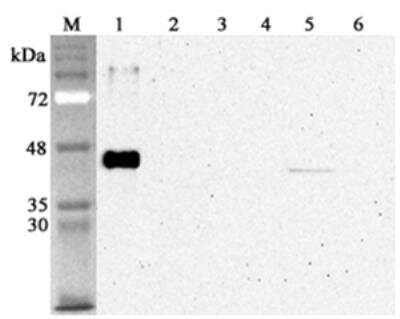 Western Blot: Sirtuin 2/SIRT2 Antibody (S2R233-1)Azide and BSA Free [NBP2-80049]