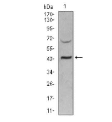 Western Blot: Sirtuin 3/SIRT3 Antibody (6B2A1)BSA Free [NBP2-52563]