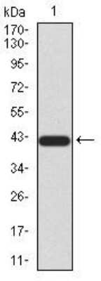 Western Blot: Sirtuin 3/SIRT3 Antibody (6C12D1)BSA Free [NBP2-52562]