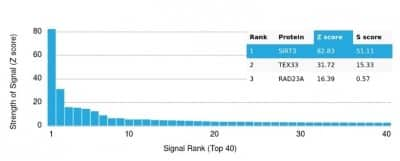 Protein Array: Sirtuin 3/SIRT3 Antibody (PCRP-SIRT3-1C10) - Azide and BSA Free [NBP3-14289]