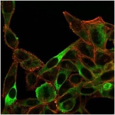 Immunocytochemistry/ Immunofluorescence: Sirtuin 3/SIRT3 Antibody (PCRP-SIRT3-1C10) [NBP3-13878]