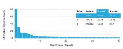 Protein Array: Sirtuin 3/SIRT3 Antibody (PCRP-SIRT3-1C10) [NBP3-13878]
