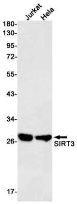 Western Blot: Sirtuin 3/SIRT3 Antibody (S03-1F5) [NBP3-15091]