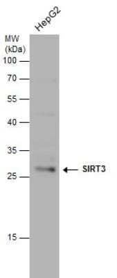 Western Blot: Sirtuin 3/SIRT3 Antibody [NBP1-31029]